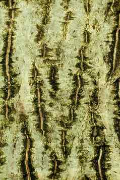 背景树皮常见的胡桃木胡桃雷吉亚特写镜头