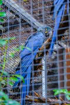 蓝色的金刚鹦鹉鹦鹉坐着分支波多黎各克鲁兹死亡