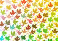 色彩鲜艳的枫木叶子