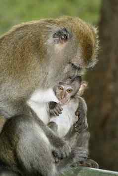 妈妈。长跟踪短尾猿母乳喂养