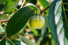 成熟柿子水果日益增长的柿子树分支