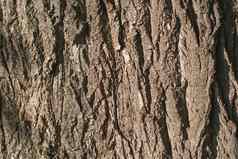 木树树皮纹理背景模式水平图像