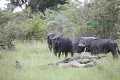野生非洲博茨瓦纳萨凡纳非洲水牛动物哺乳动物