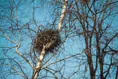 春天鸟的巢桦木树天空背景