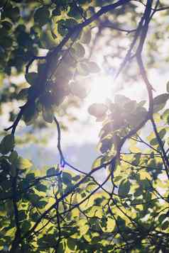 叶子林登树基斯太阳闪亮的夏天背景