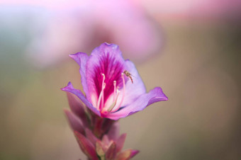 兰花树紫色的<strong>紫荆花紫荆花</strong>杂色林恩