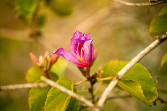 兰花树紫色的<strong>紫荆花紫荆花</strong>杂色林恩