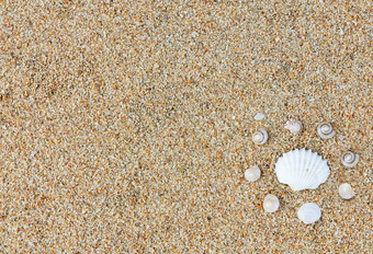 桑迪海滩海贝壳