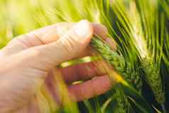 负责任的农业农民控制小麦植物增长