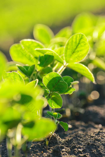年轻的大豆植物日益增长的培养场