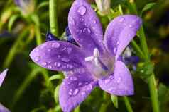 紫色的风铃花