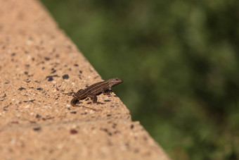 棕色（的）常见的栅栏蜥蜴