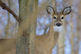 美丽的图片可爱的野生鹿相机