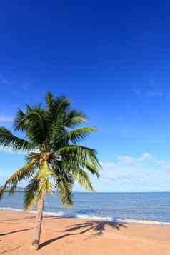 海滩椰子蓝色的天空