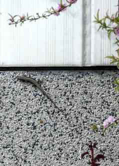 蜥蜴蠕变栅栏花花园