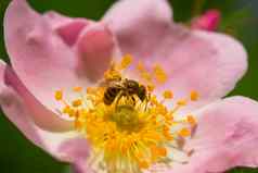 春天粉红色的玫瑰花蜜蜂蜜蜂花