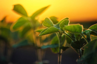 大豆植物日落