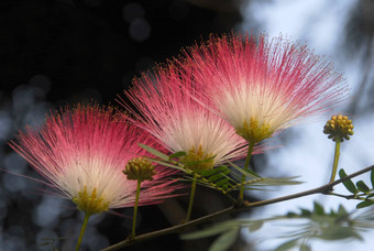 粉红色的powderpuff棒<strong>豆花</strong>