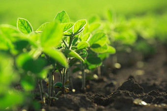 年轻的大豆植物日益增长的培养场
