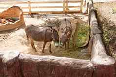 可爱的驴农场驴驴动物