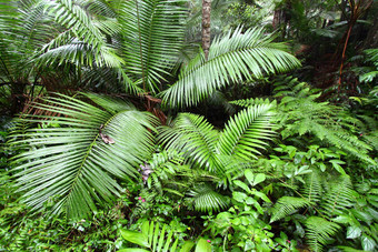 红黑色热带雨林波多黎各rico图片