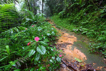 热带雨林路径波多黎各rico
