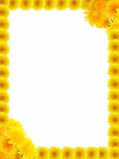 黄色的蒲公英框架