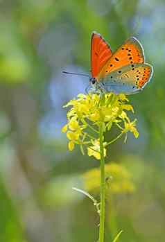 常见的蓝色的蝴蝶黄色的花