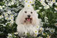 白色狗花园比雄马耳他马耳他狗品种
