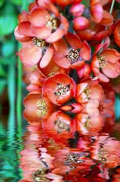 开花榅桲干尼亚长方形红色的春天花开花