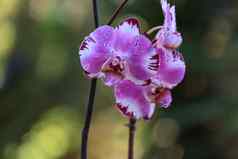 白色紫色的蝴蝶 兰兰花