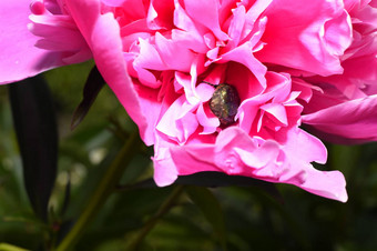 牡丹花甲虫特写镜头