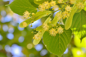 林登花林登树