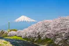 樱花花朵山富士