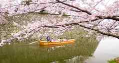 旅游巡航看樱花花朵