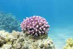 珊瑚礁粉红色的手指珊瑚热带海水下