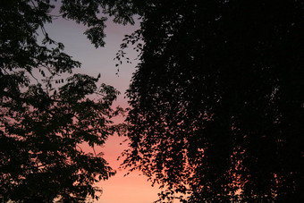 树日落
