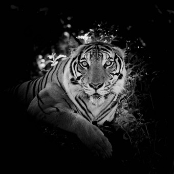 黑色的白色美丽的<strong>老虎</strong>孤立的黑色的背景