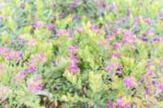 散焦背景灌木绿色紫色的花