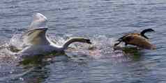 令人惊异的图片愤怒的天鹅攻击加拿大鹅