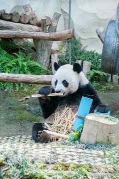 熊猫吃竹子动物园