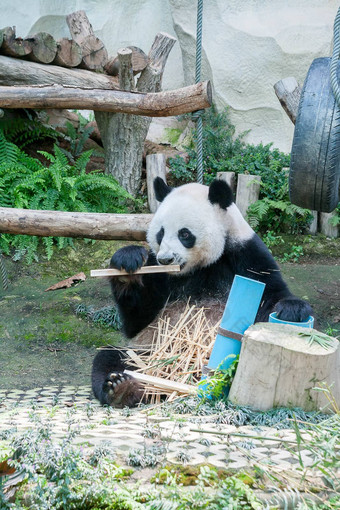 熊猫吃竹子动物园