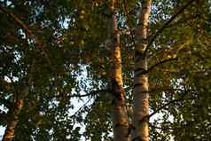 桦木分支机构树干树叶夏天场景