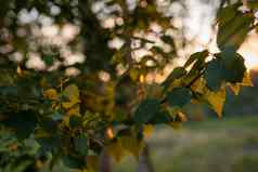 叶子桦木树基斯太阳闪亮的夏天背景