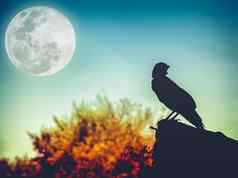 晚上天空完整的月亮树轮廓乌鸦