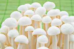 白色山毛榉蘑菇Shimeji蘑菇可食用的蘑菇