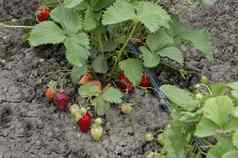 有机农业草莓技术灌溉下降水蔬菜花园
