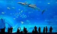 轮廓人巨大的鲸鱼鲨鱼海洋水族馆
