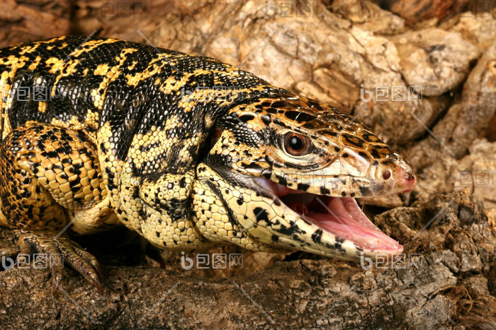 黄金蜥蜴多巴哥图片