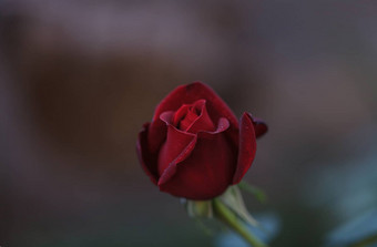红色的玫瑰